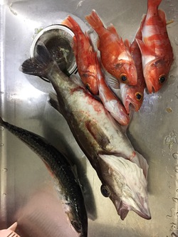 初釣りの話 初釣りの話