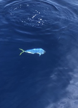夏らしい釣行話 夏らしい釣行話