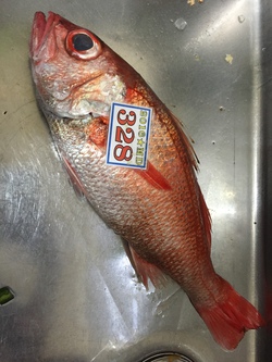 春の記録魚の話 春の記録魚の話