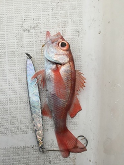 春の記録魚の話 春の記録魚の話