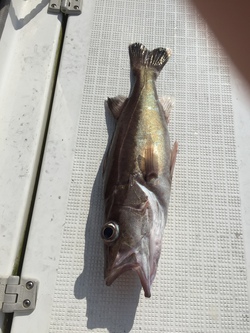 初釣りの話 初釣りの話