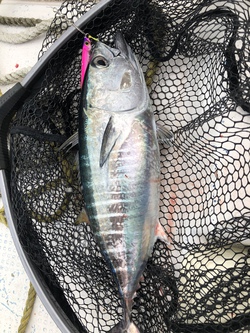 念願の魚?の話 念願の魚?の話