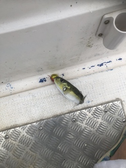 鯛ラバでサバフグ地獄の話 鯛ラバでサバフグ地獄の話