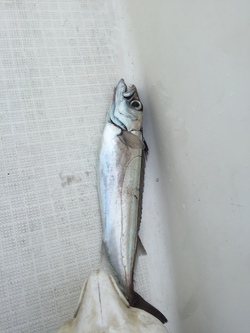 春の記録魚の話 春の記録魚の話
