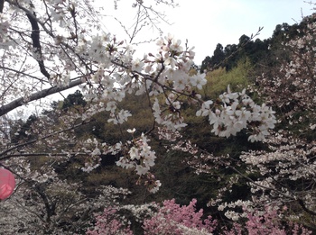 家山の桜