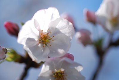 桜咲く　