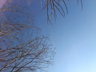 サクラ咲ケ
