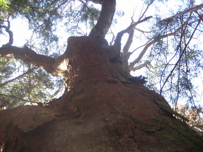 巨大栃の木