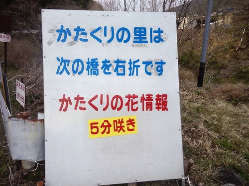 かたくり開花情報