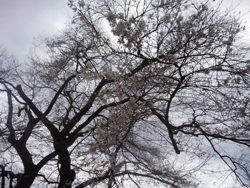 大野の桜咲きはじめました