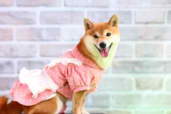 Wonderful Style DOG PHOTO FES.in浜松 Wonderful Style DOG PHOTO FES.in浜松