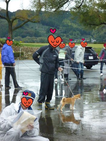 日本犬保存会の静岡支部展