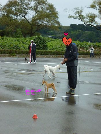 日本犬保存会の静岡支部展