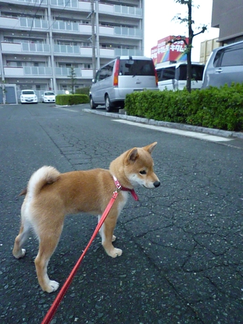 今日のモモ