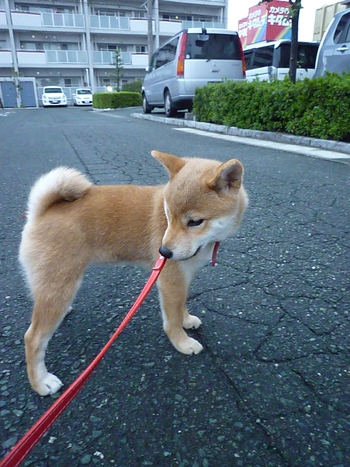 今日のモモ