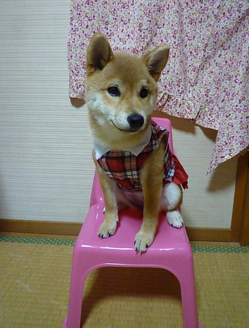お洋服(*ゝ(ェ)・)