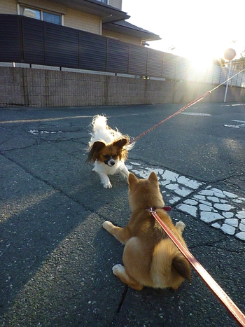 パピヨンの のんちゃん