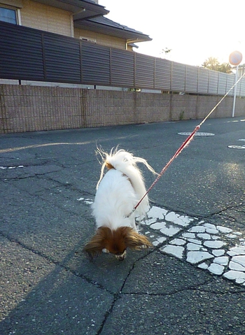 パピヨンの のんちゃん