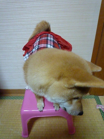 お洋服(*ゝ(ェ)・)
