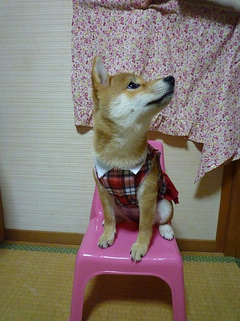 お洋服(*ゝ(ェ)・)