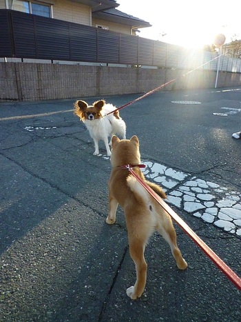 パピヨンの のんちゃん