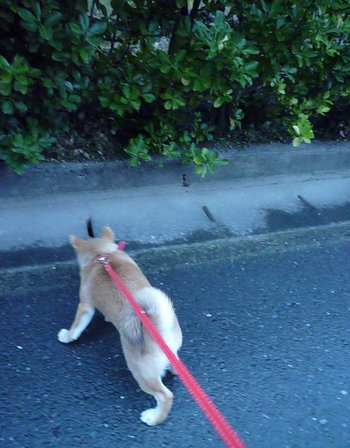 今朝は小雨で
