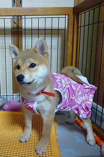 洋服着れた~♪