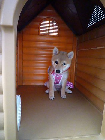 洋服着れた~♪