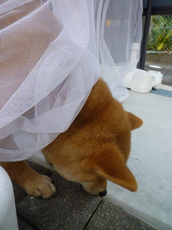 蚊帳は噛みません