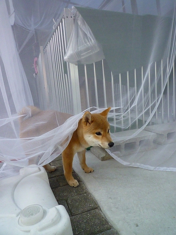 蚊帳は噛みません