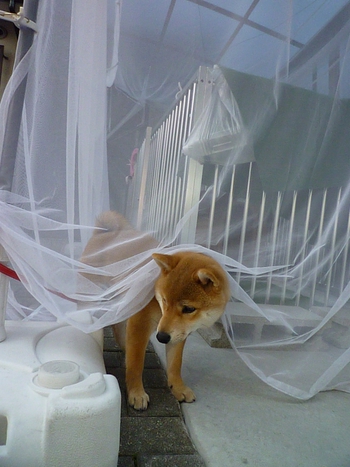 蚊帳は噛みません