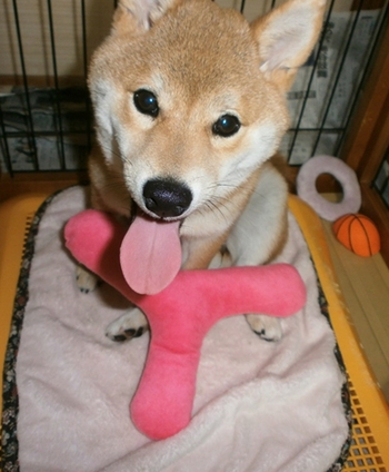 新しいおもちゃ