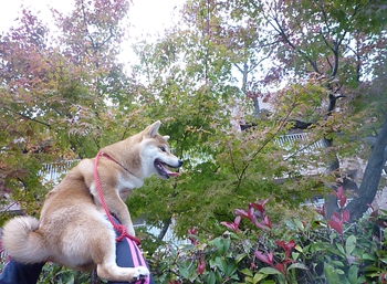秋を感じて