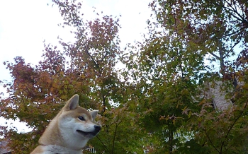秋を感じて