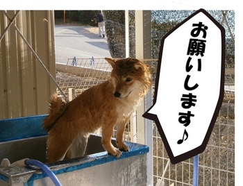引佐の犬舎へシャンプーに