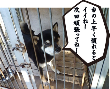 引佐の犬舎へシャンプーに