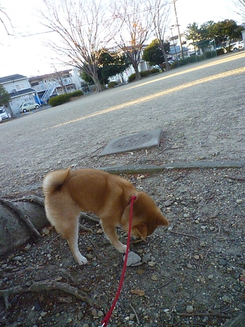 近所シリーズ
