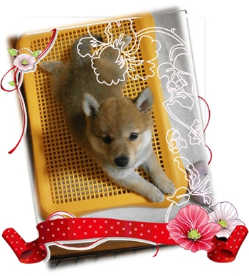 ちゃびお姉ちゃんと同じポーズ