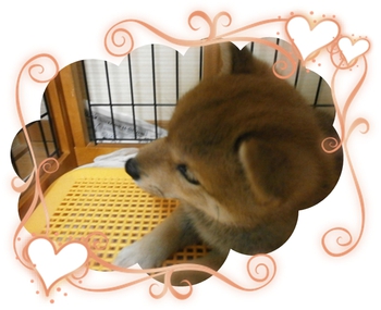 キャリーケースへ。