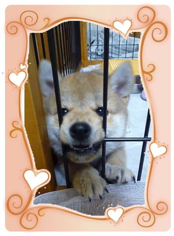 ボールさ~ん