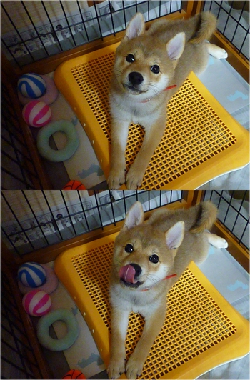ペロ(。+・`ェ・´)。の瞬間