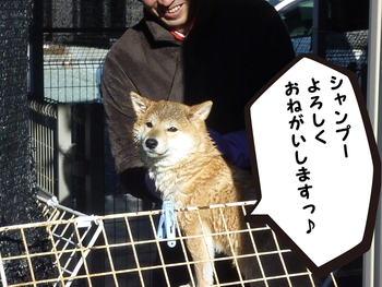 引佐の犬舎へシャンプーに