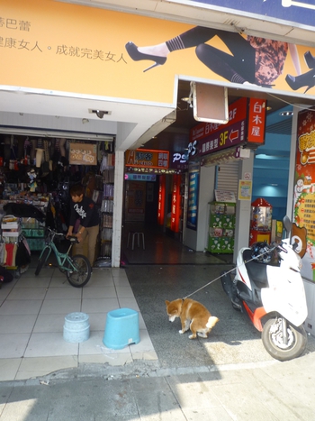台北へ行って来ました(その5~柴犬編~)完結