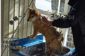 引佐の犬舎へシャンプーに