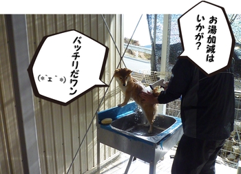 引佐の犬舎へシャンプーに