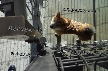 引佐の犬舎へシャンプーに