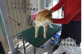 引佐の犬舎へシャンプーに