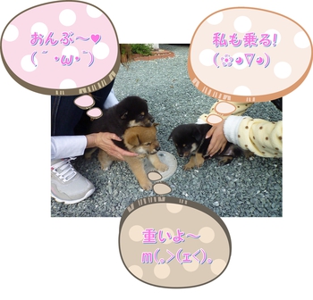 引佐の犬舎へシャンプーに 引佐の犬舎へシャンプーに