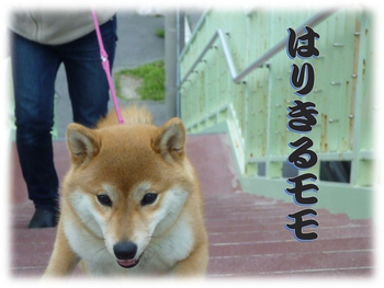 モモが1等 モモが1等