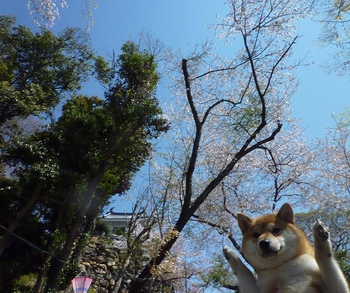 浜松城公園を散策 浜松城公園を散策
